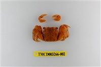 藏品(帝王仿相手蟹)的圖片